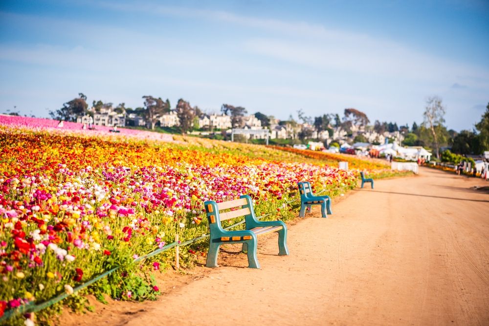 Painting Services in Carlsbad